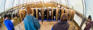 Students working with calves