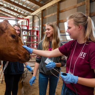 students working in the pre-vet program