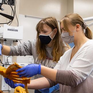 Students working in cadaver lab