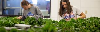 Students checking lettuce 