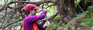 Student at work on tree research