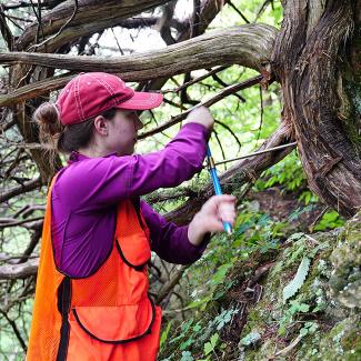 Student cores redcedar tree as part of Driftless Cedars research project
