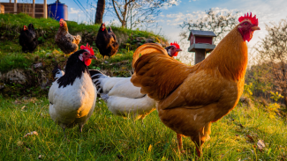 Backyard chickens