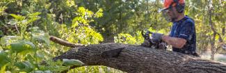 Man using a chainsaw to cut a tree branch while wearing safety gear in a wooded area