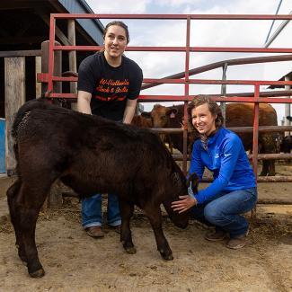 UW-Platteville students working with calf at Pioneer Farm