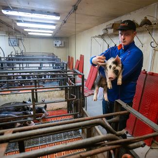 UW-Platteville student works with piglet in Swine Center