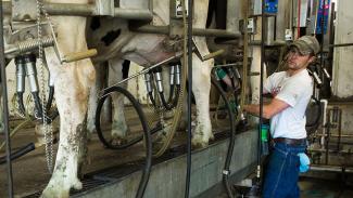 UW-Platteville student milking cows in free stall milk parlor