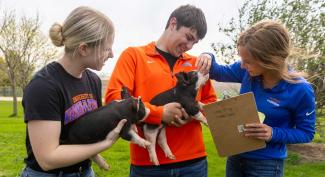 Two UW-Platteville students hold piglets as the third student performs checkups.