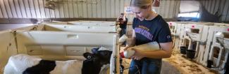 UW-Platteville students feed calves in Dairy Center