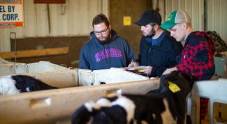 UW-Platteville students are evaluating calves and recording findings
