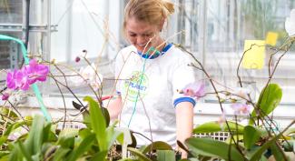 Student working with orchids in UW-Platteville greenhouse