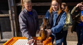 UW-Platteville faculty watches as students evaluate chickens before placing them in a crate. 