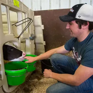 UW-Platteville student with calf