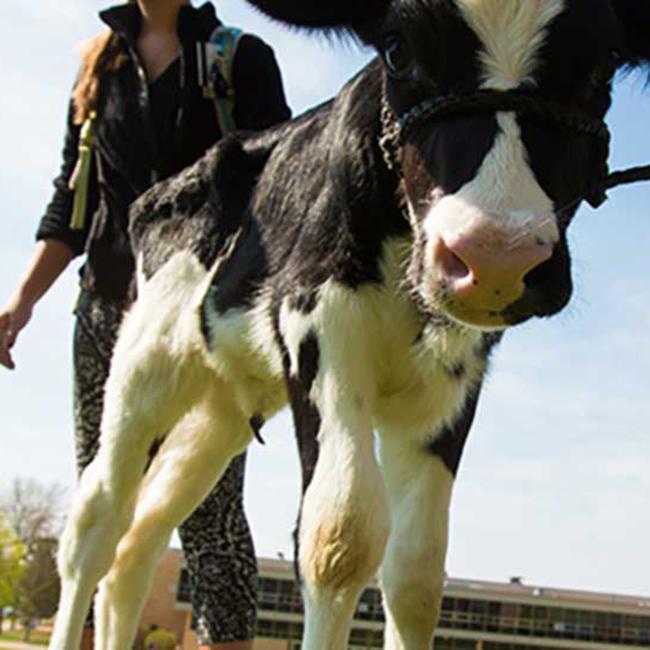 Dairy cow with agriculture student